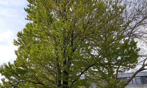 Großer Laubbaum im Frühjahr