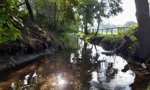 kleiner Fluss im Schatten der Bäume