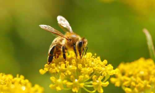 Biene auf einer Blüte