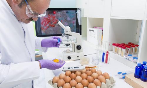 Eier werden im Labor untersucht