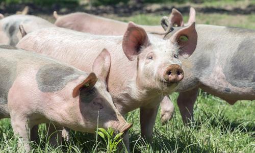 Schweine auf einer sonnigen Wiese
