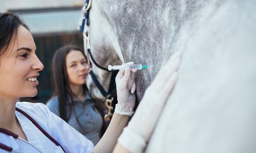 Tierärztin impft Pferd
