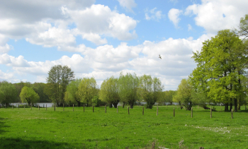 DeWitt-See, Ansicht Wiese mit Kopfweiden