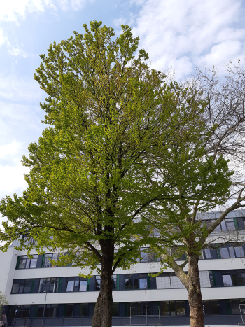 Großer Laubbaum im Frühjahr