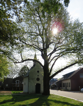 Die Winterlinde in Viersen