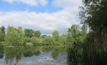 Ein Teich umgeben von Bäumen - Niersniederung