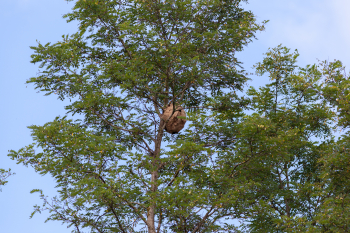 Hornissennest im Baum (Bild: © gamusinos - stock.adobe.com)