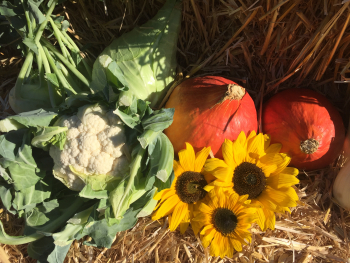 Blumenkohl, Kürbisse und Sonnenblumen auf Heu