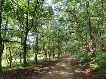 Ein Waldweg im Landschaftsschutzgebiet Lüsekamp-Boschbeektal