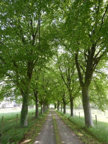 Allee