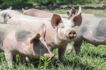 Schweine auf einer sonnigen Wiese