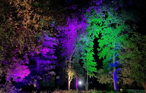 bunt illuminierte Bäume